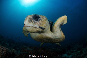 Loggerhead Turtle by Mark Gray 